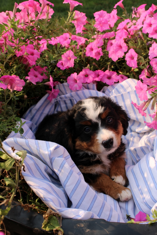 puppy, for, sale, Mini Bernedoodle F2, Matthew B. Stoltzfus, dog, breeder, Gap, PA, dog-breeder, puppy-for-sale, forsale, nearby, find, puppyfind, locator, puppylocator, aca